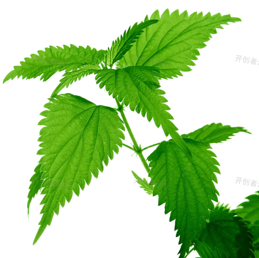 绿色荨麻植物叶子png素材
